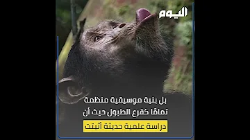 قرود الشمبانزي تكشف السر هل بدأت الموسيقى من الغابة 