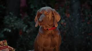 B258507 Advantix Cdanfire Olv Sr Cyrl Cs 56 Hd1080 23 98p Pp002