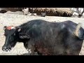 Beautiful buffalo for sale gujjar tv arifwala24 march 2024