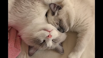Ragdoll Merlin & Nerina being incredibly cute!