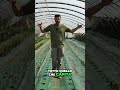 Orto Svelato: Trucchi, Coltivazione e Avventure nel Mio Giardino! 🌱