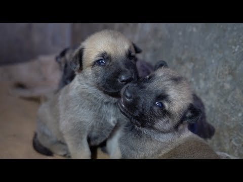فيديو: الكلب الأمريكي الذليل المائي سلالة هيبوالرجينيك ، الصحة والحياة