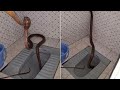 Long cobra snake found in toilet!!!!