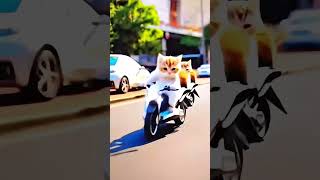 Cat video⭕❌⭕🎁😍 #music #remix #dj