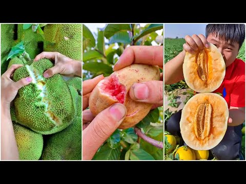 😍Farm Fresh Ninja Fruit (Oddly Satisfying Fruit Ninja) #115 