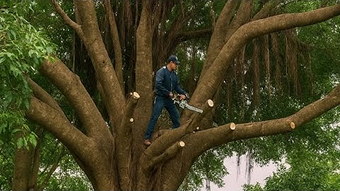 Hantu Pohon Berhantu yang Berbahaya - Menebang Pohon yang Tidak Berguna