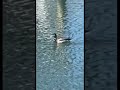 North Carolina Mallard!￼