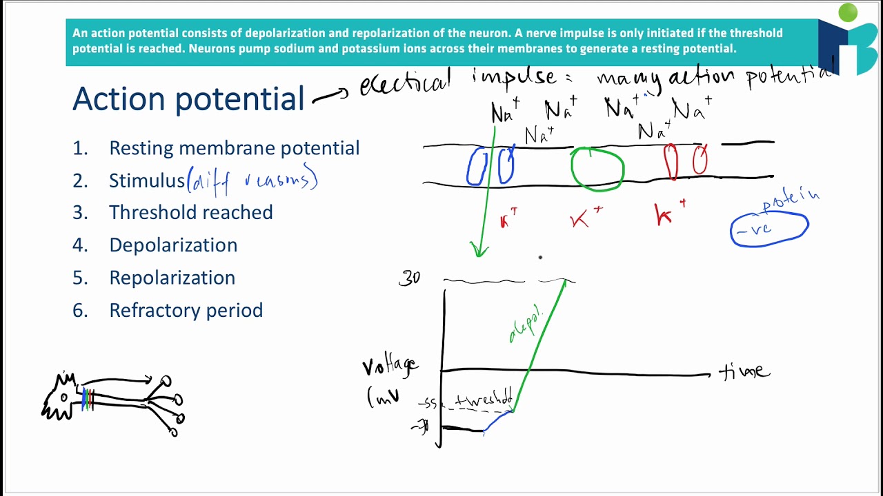 IB Biology Revision Notes: Action Potentials - YouTube