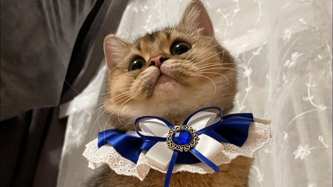 Кицька Іриска. Муркотіння яке лікує нерви#cute #cat #cutebaby #video #cats #cutecat 