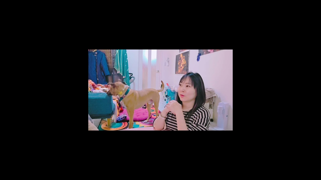 家庭教師で英会話2-3　完結編 #automobile #英会話 #英会話海外留学 #art #art #英語 #英語 #ライブ #cat