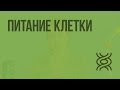 Питание клетки. Видеоурок по биологии 10 класс