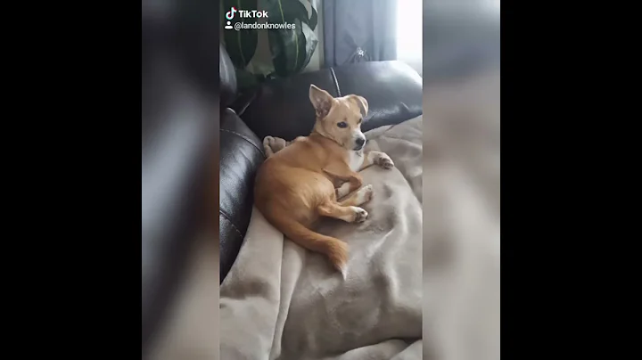 if you like my puppy