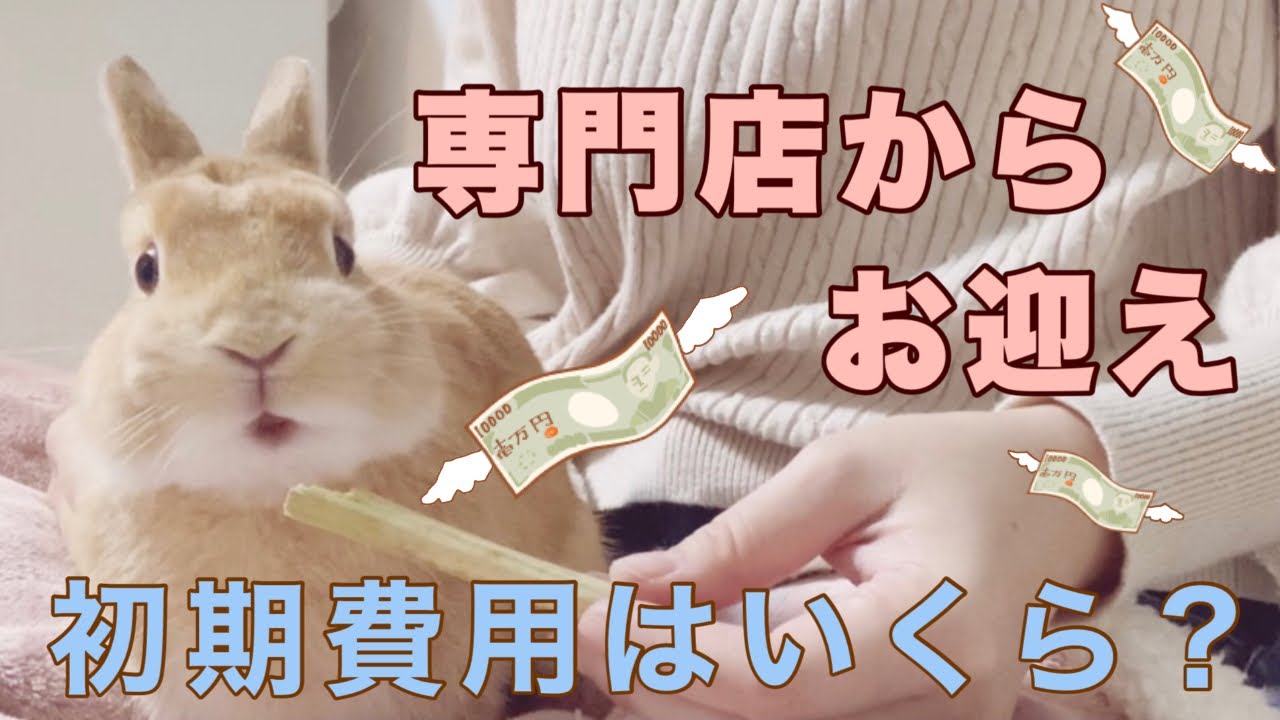 うさぎを飼うか迷っている方へ 知っておきたい初期費用 Youtube