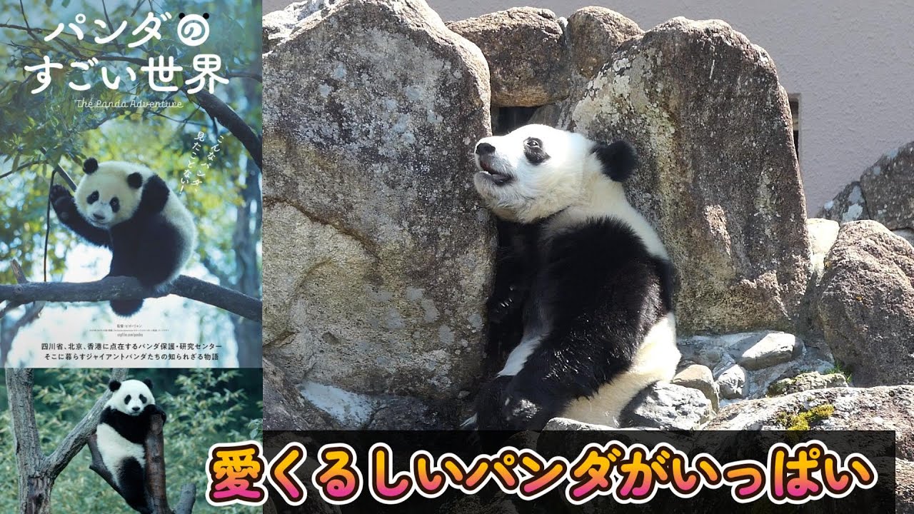 パンダはクマ maxresdefault.jpg