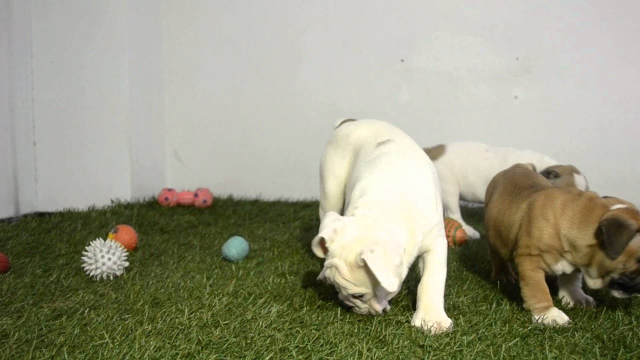 VIENA - KATY - FULECO - English Bulldog puppies for Sale - Venta de bulldog ingles puppy paradise