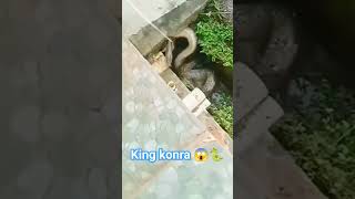 Heart-Stopping Moment - Nali me se king kobra snake video