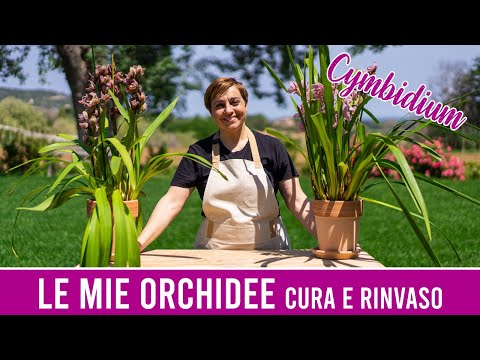 Video: Come si riproducono le orchidee cymbidium?