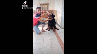 #خطر#rottweiler #الروت_وايلر #انواع_الكلاب