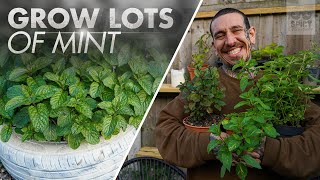 All you need to Know about Growing Mint