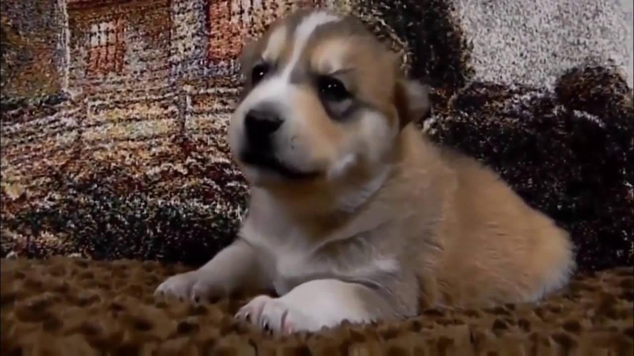 Милые щенки видео. Милые щенки видео. Лабрадор плачет. Три щеночка. Золотистый ретривер маленький.