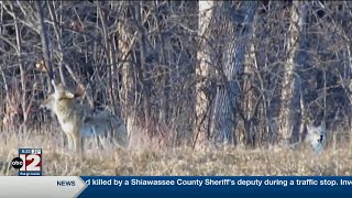Michigan coyote hunting season closed for first time in eight years