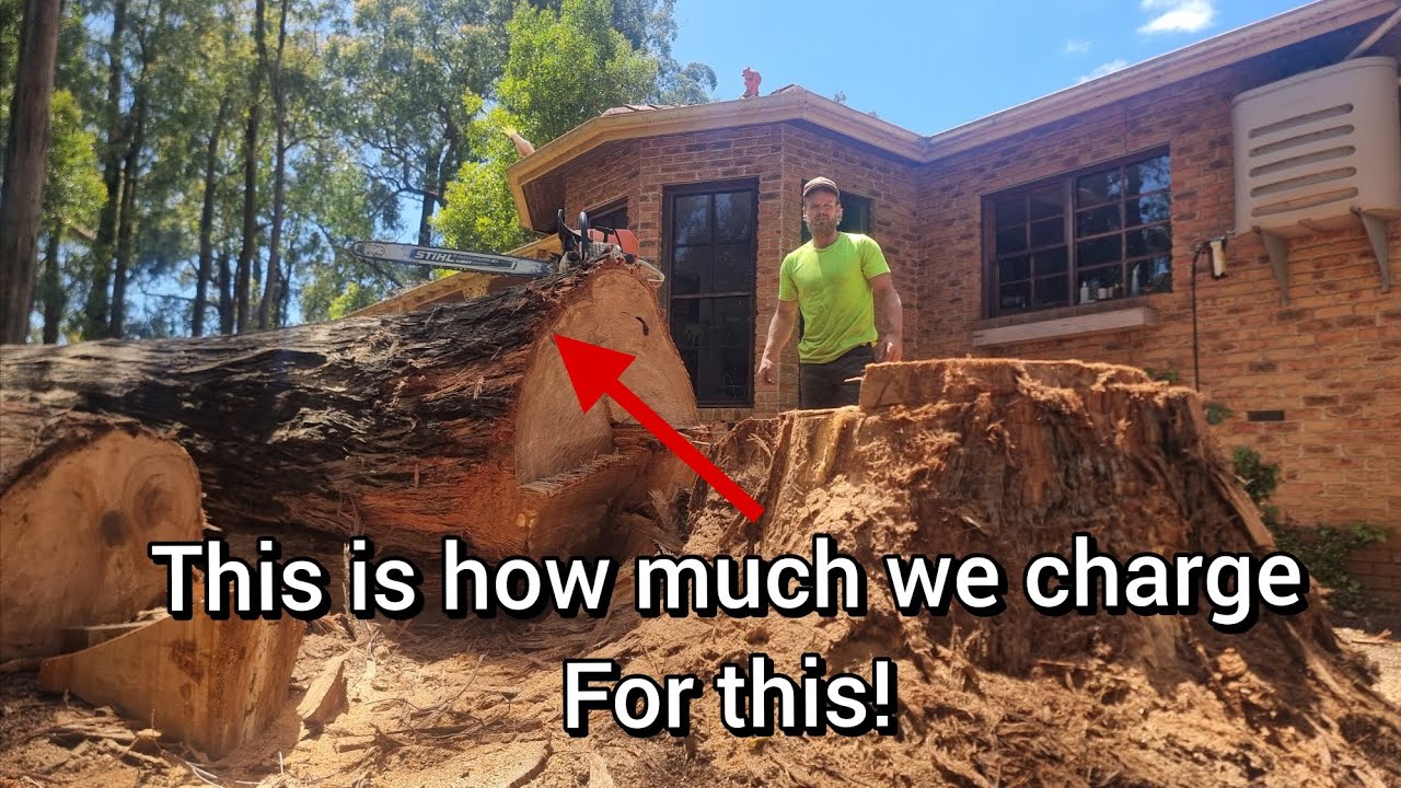 Мы срубили огромное дерево прямо рядом с домом. Угадайте, сколько долларов мы за это взяли?