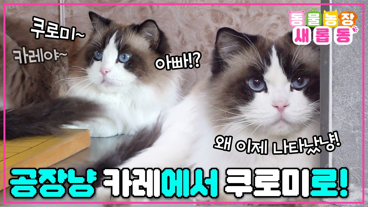 [#새롭동물농장] 내 이름은 쿠로미예요! 공장 꼬질이 랙돌이 잃어버린 주인과 재회하기까지🥺/ EP.1261 #TV동물농장 #AnimalFarm #SBSstory