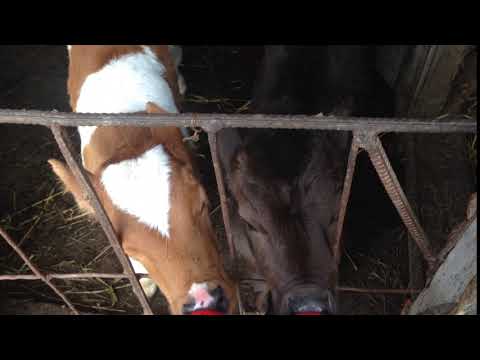 ერთი თვე შეგვისრულდა