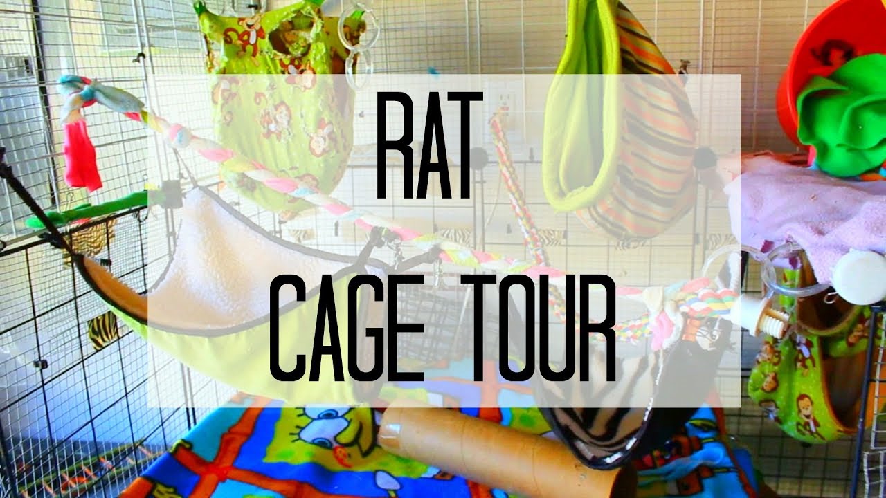 Rat Cage Tour! The Small Animal Kingdom YouTube