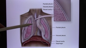 ACC Biol2401 API Online Lecture Ch1 Introduction02