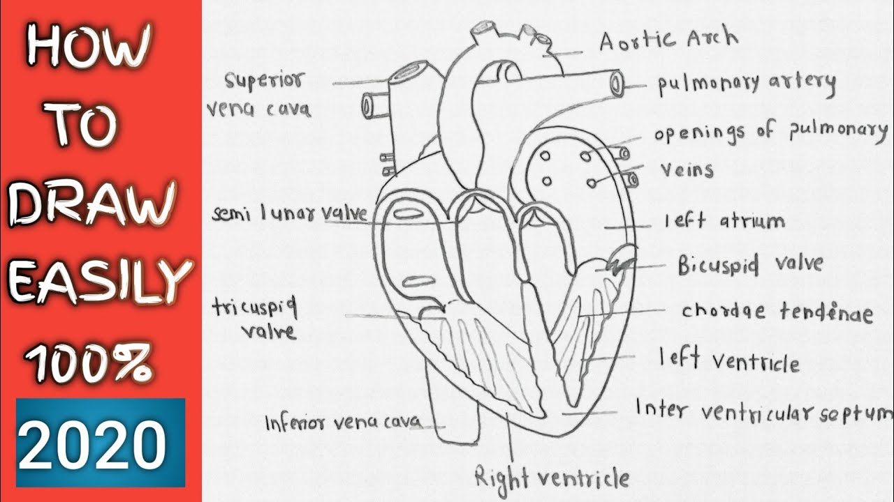 How To Draw Human Heart Diagram