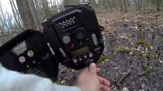 What's Going On In My Woods?   Much commotion in the wee hours!