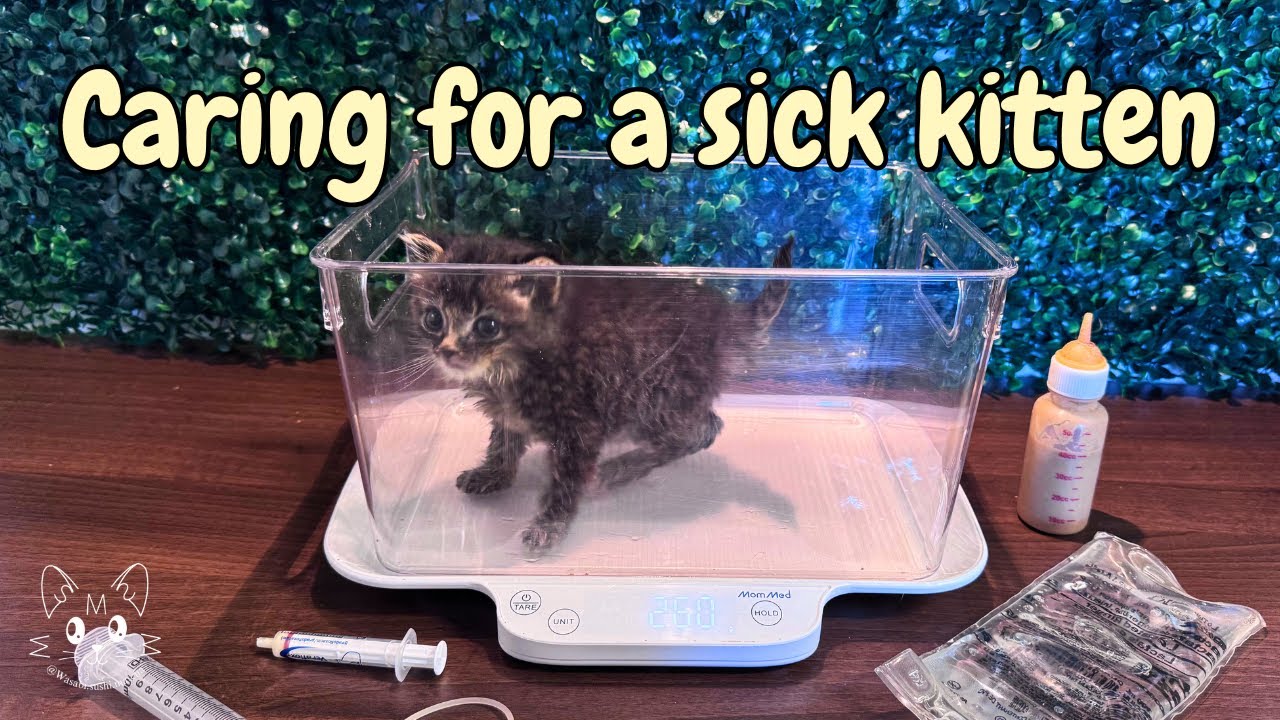 How to give a kitten subcutaneous fluids | Foster Kitten Goose McMoose 🪿🫎