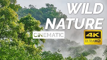 Wild Nature 4K | Cinematic Video | Srihari Kulkarni