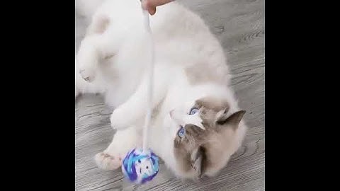 Cat yarn ball with bell