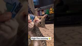 Kitten training @tomluumanx   #cat #cutekitty #kitten #cutecat #cattraining #manx