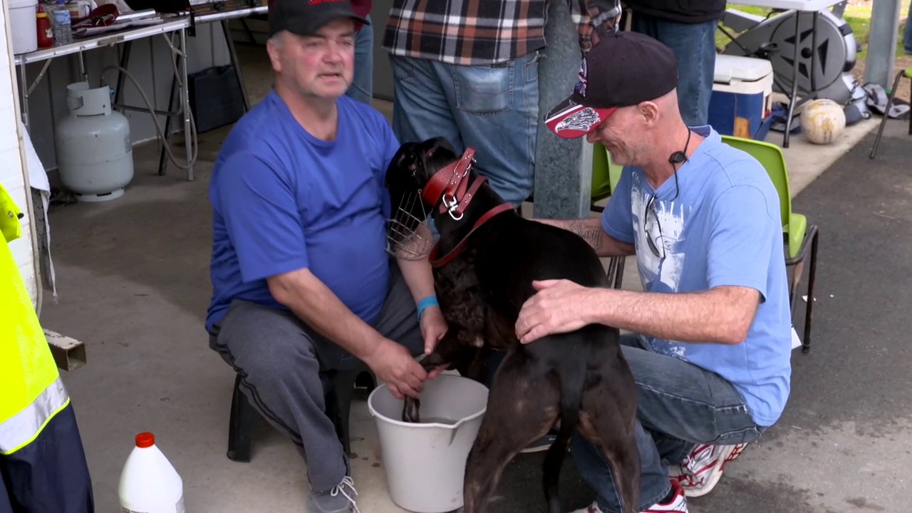 Greyhound coursing tips: Improving on the circle and the struggle for big trainers