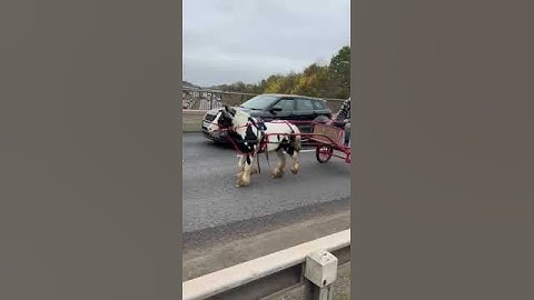 Ned, 12hh Driving Gelding