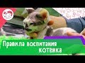 6 правил воспитания котенка