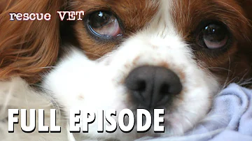 Rescue Vet | S1 E8 'Cavalier' | Wild America Animal Channel