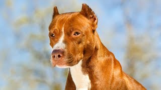 The Pit Bull Debate