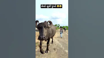 Subscribe Karo ❤️🤣 #tappuparmar #shorts #explore #trending #explore #status #funny #gujarati #timli