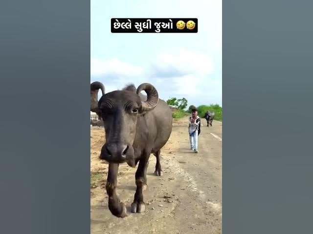 Subscribe Karo ❤️🤣 #tappuparmar #shorts #explore #trending #explore #status #funny #gujarati #timli