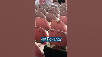 Саранча слетелась посмотреть на Роналду