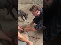 #doglover