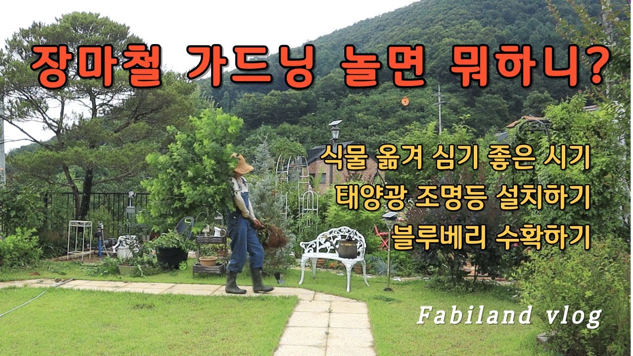 장마철 가드닝 놀면 뭐하니? / 장마철은 식물 옮겨 심기 좋은 시기 / 태양광 조명등 설치 혼자서도 잘해요 / 블루베리 수확 / 리얼 명랑 가드닝