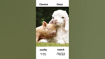 Как запоминать слова на иврите / Свинья - хазИр Овца - кивсА