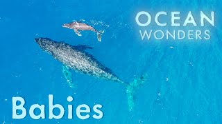 Ocean Wonders: Babies of the Briny Blue