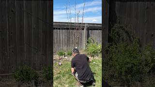 #winnipeggers #wpg has to prune our apple tree as the rabbit ate the branch during winter #appletree
