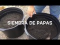 Como sembrar papas- HuertoLatino.com